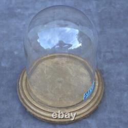 Retro round glass dome 6.69 x 4.92 bell jar 17 x12,5cm cloche handmade interior